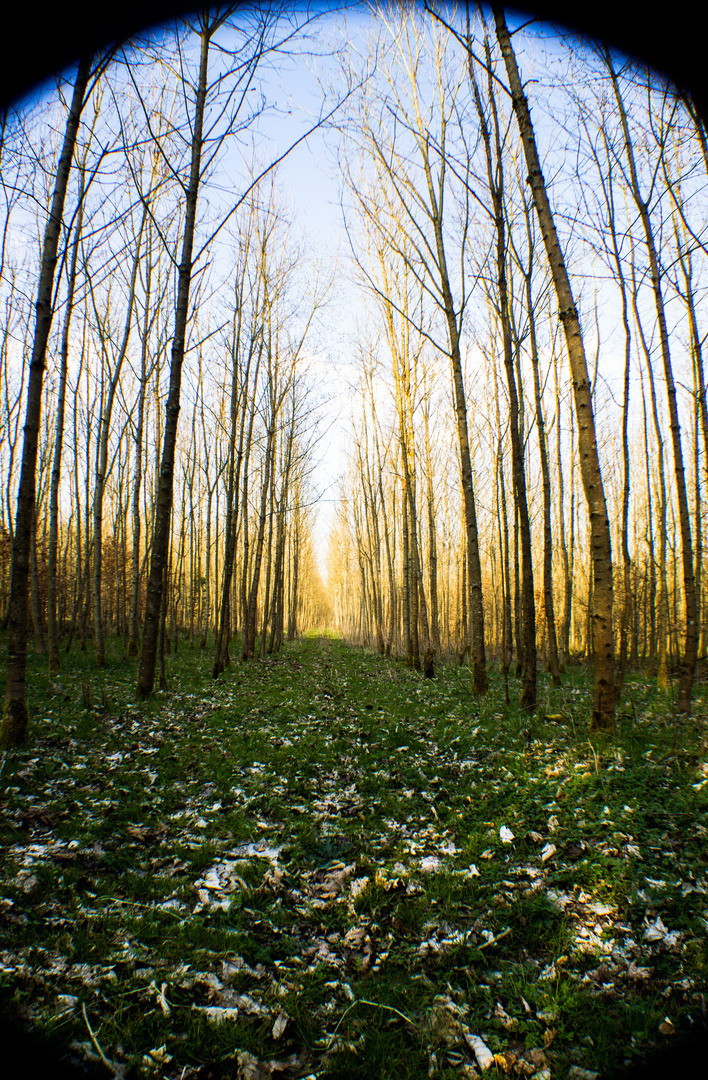 Waldweg