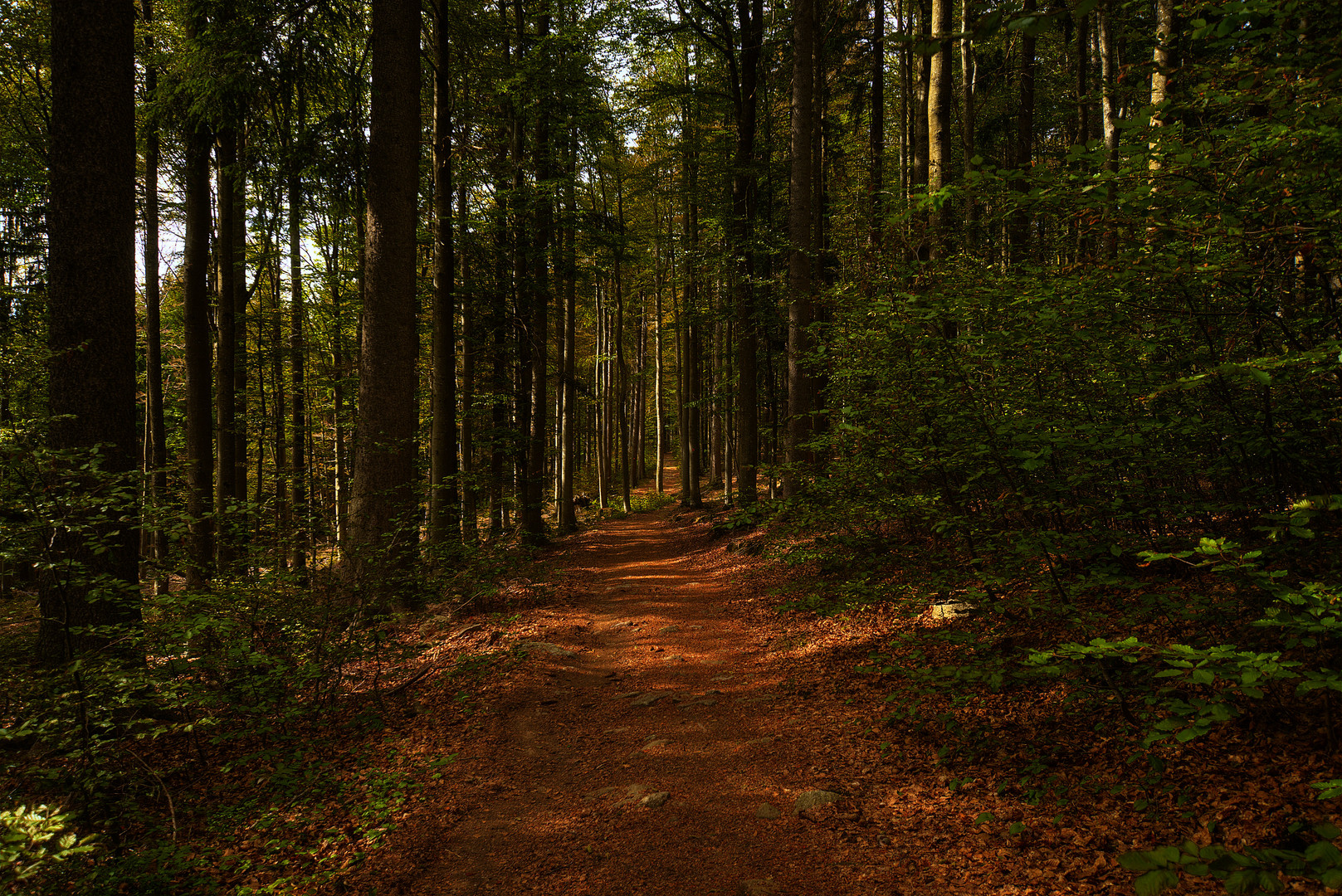 Waldweg