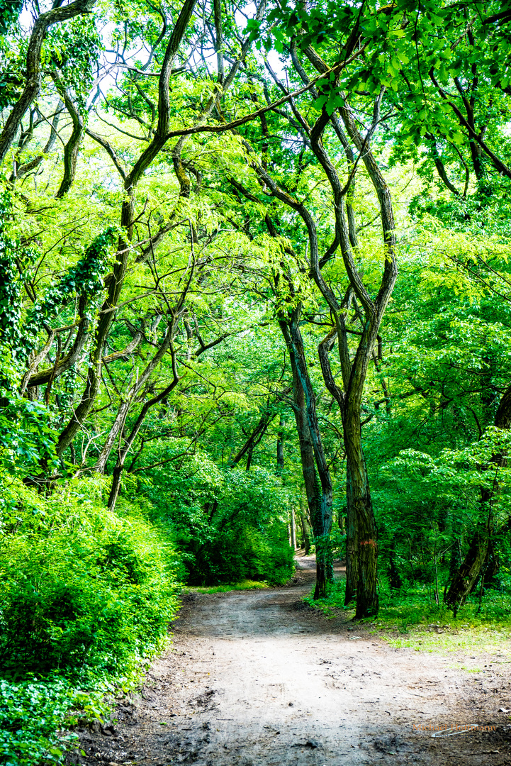 Waldweg