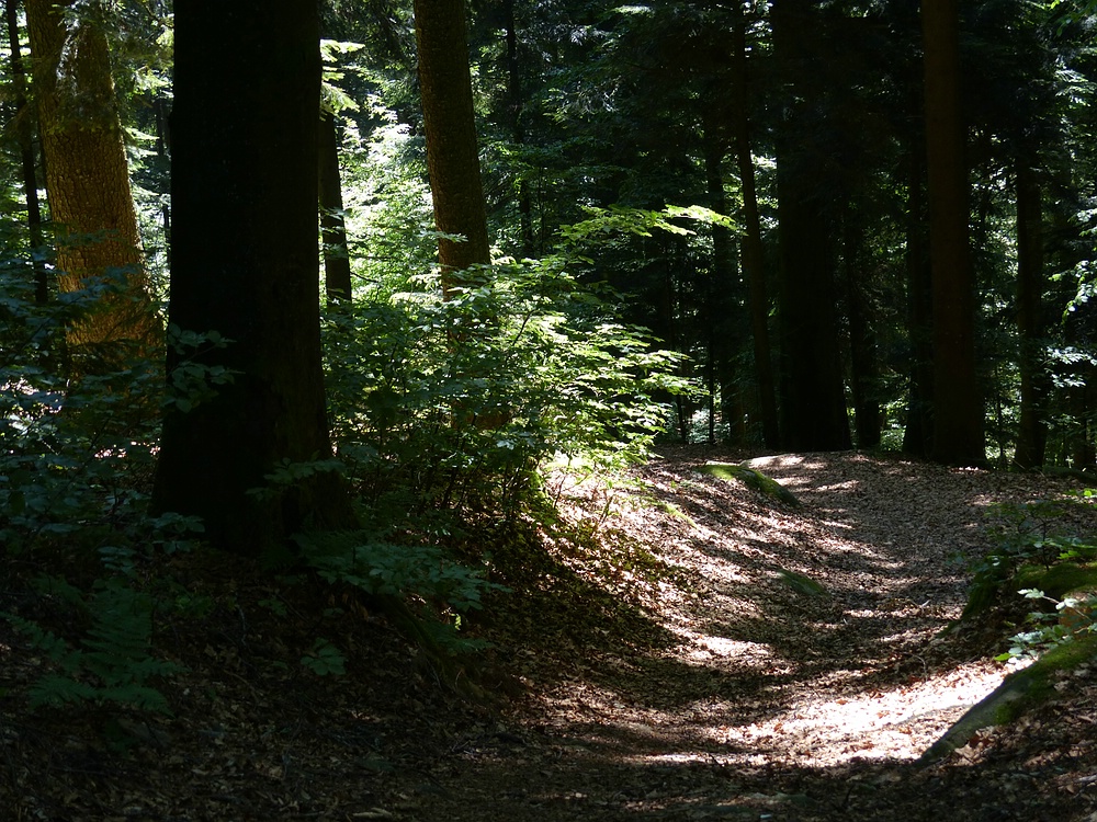 Waldweg