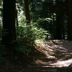 Waldweg