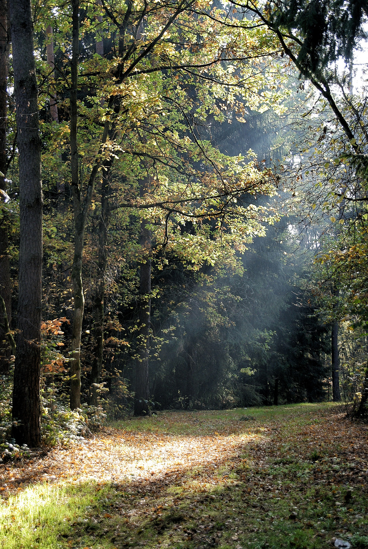 Waldweg