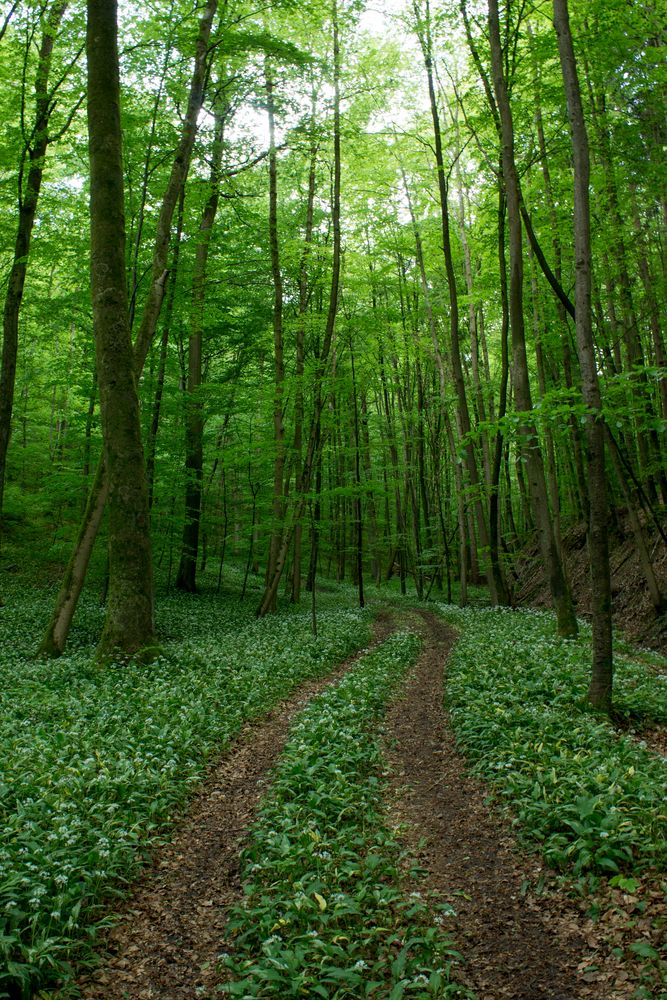 Waldweg