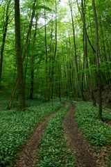 Waldweg