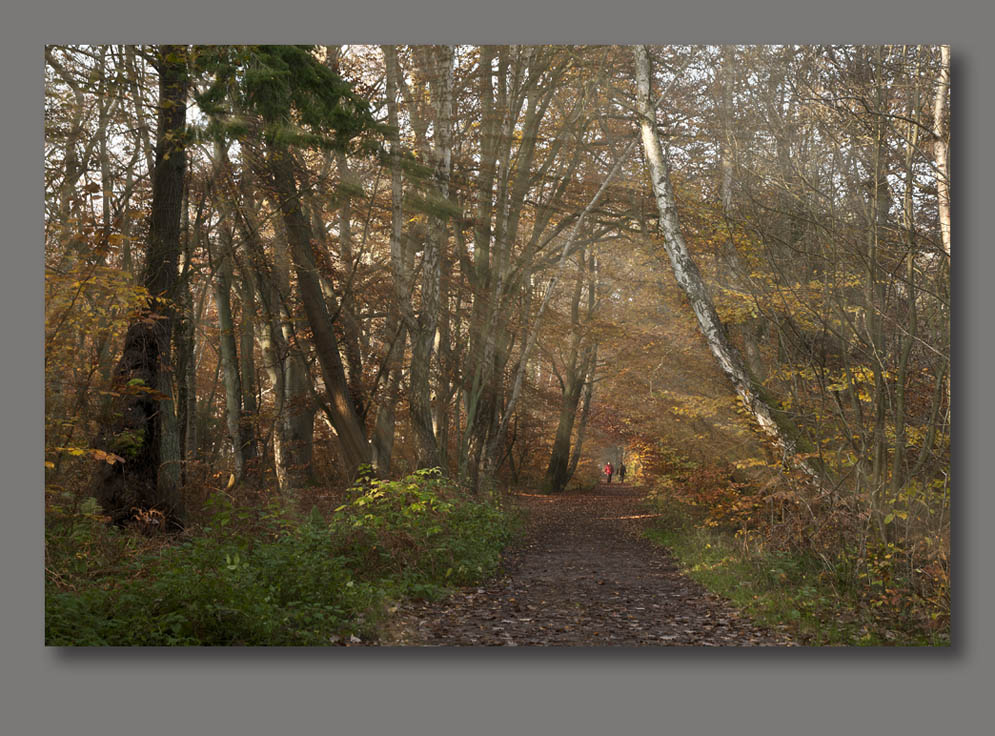 Waldweg