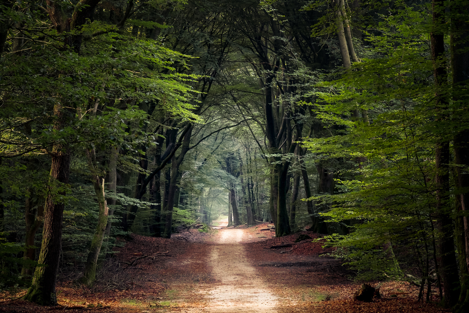 Waldweg