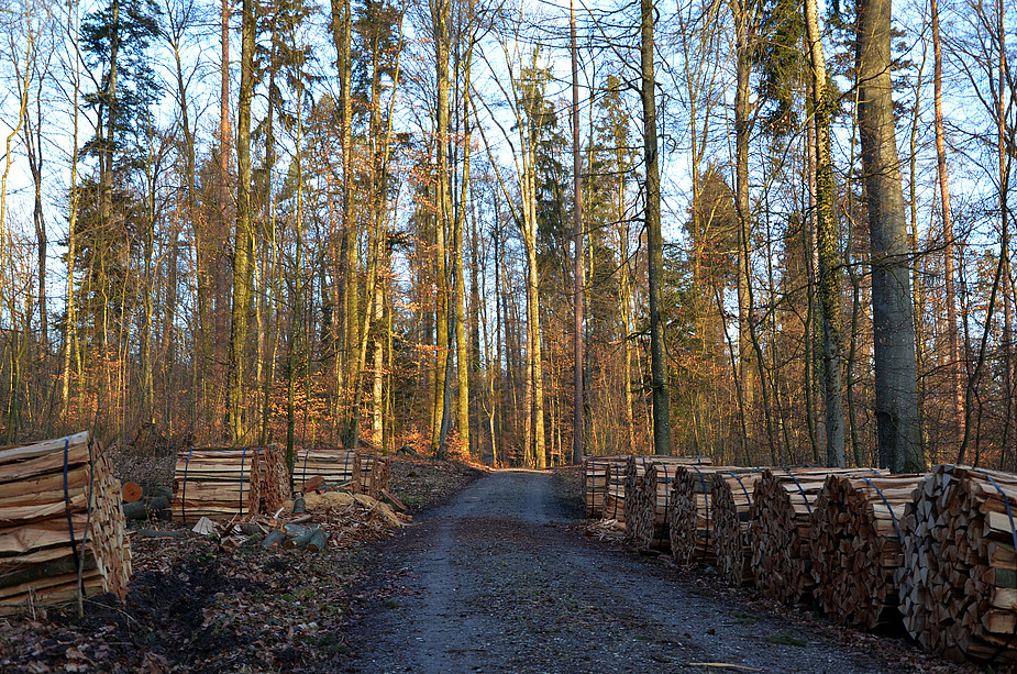 Waldweg