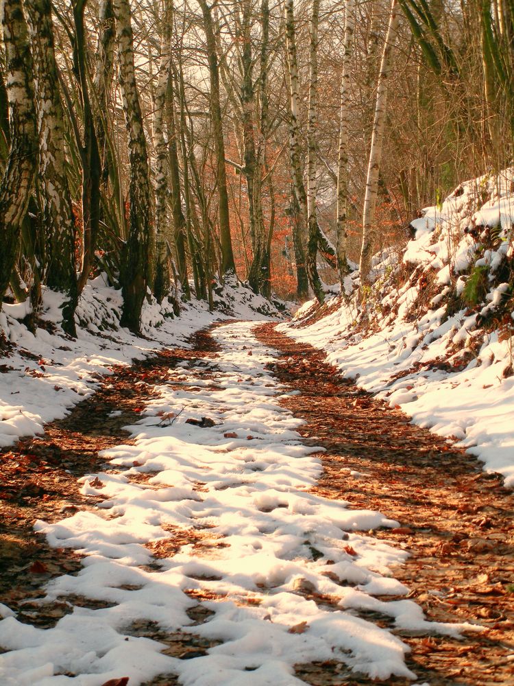 Waldweg