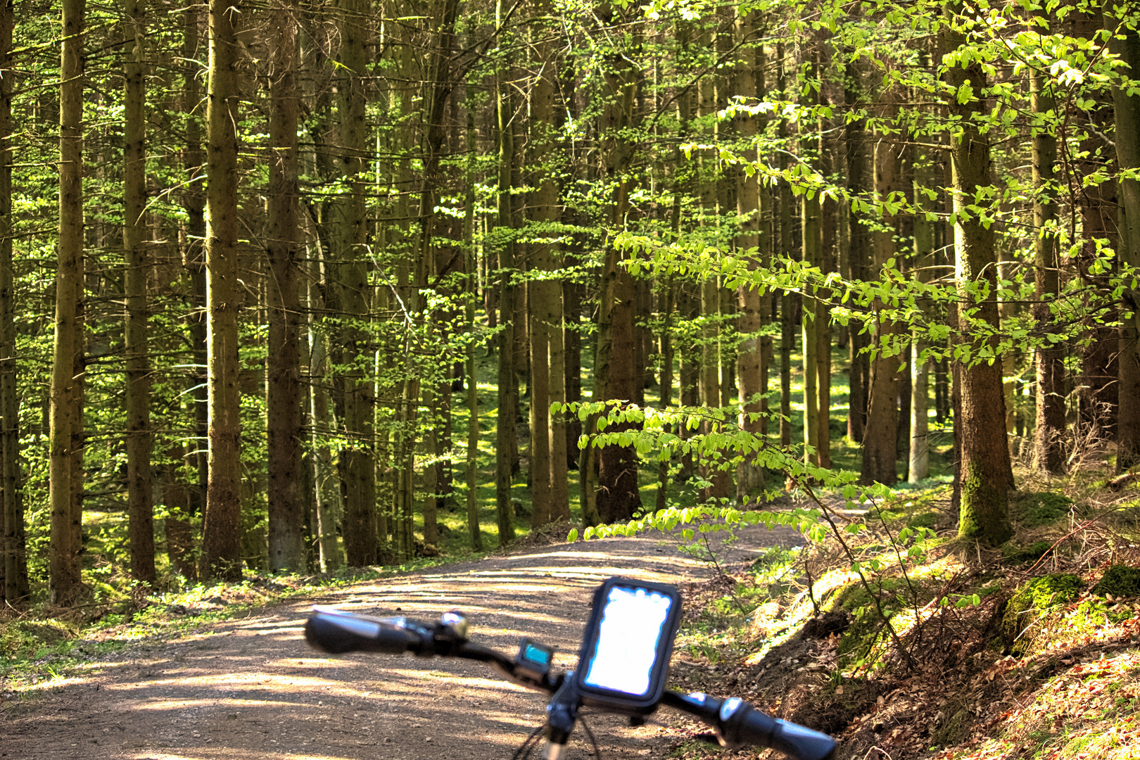 Waldweg