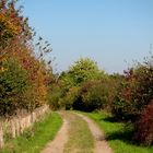 Waldweg