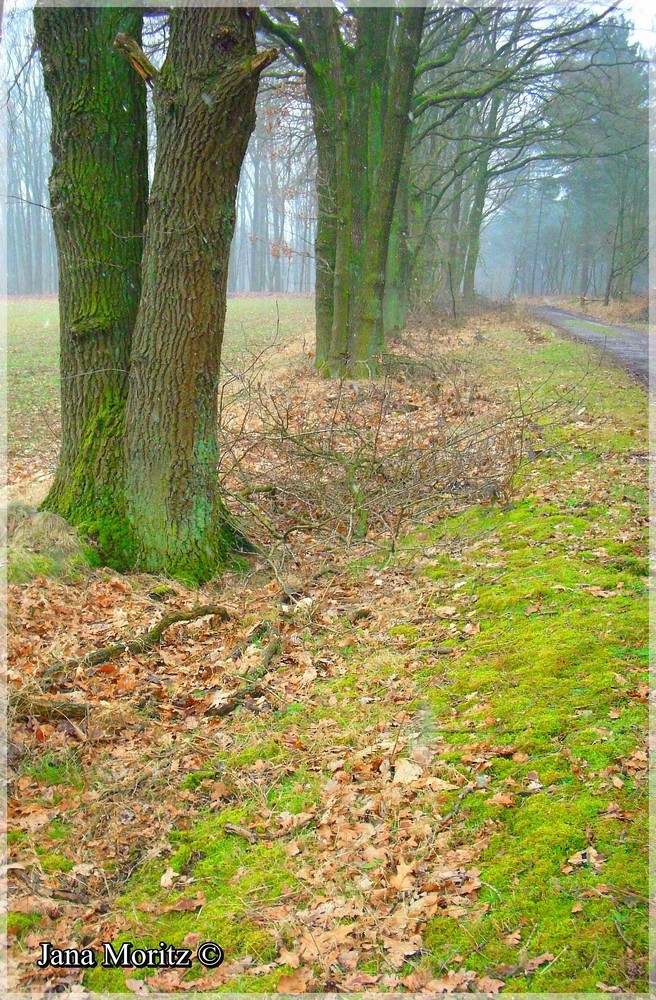 Waldweg