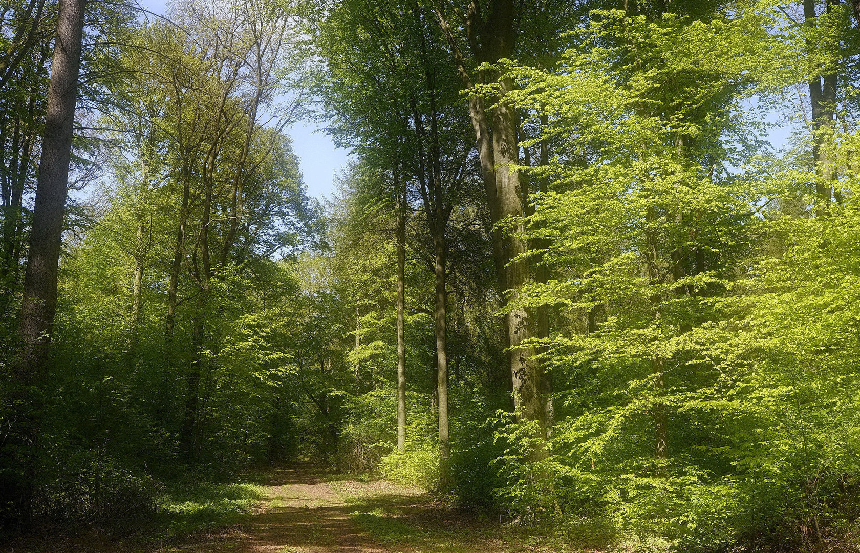 °Waldweg°