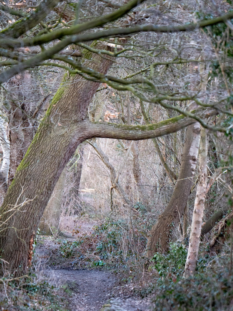 Waldweg