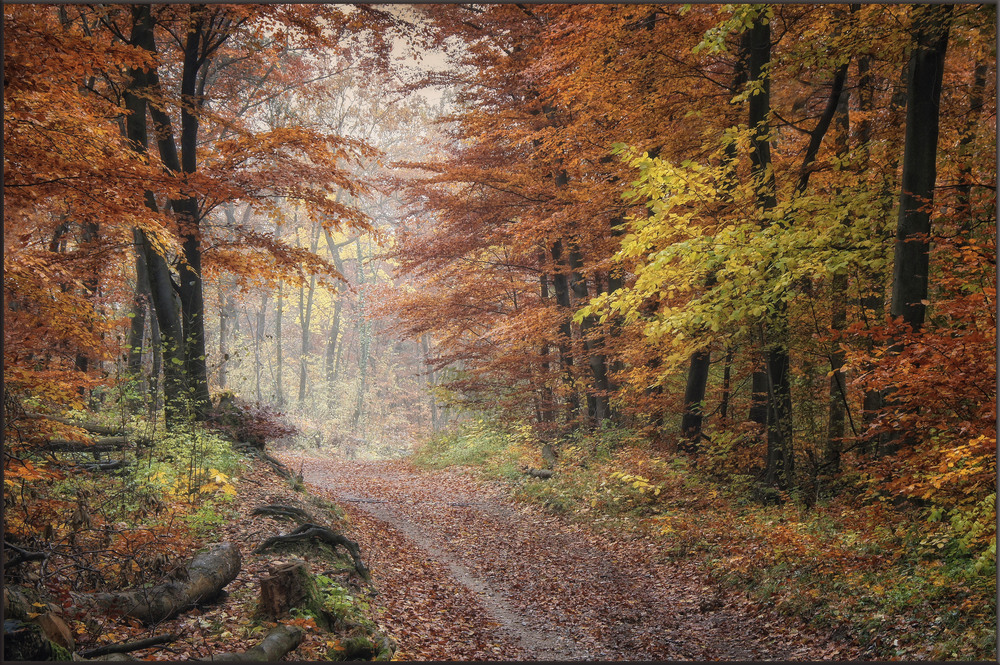 Waldweg