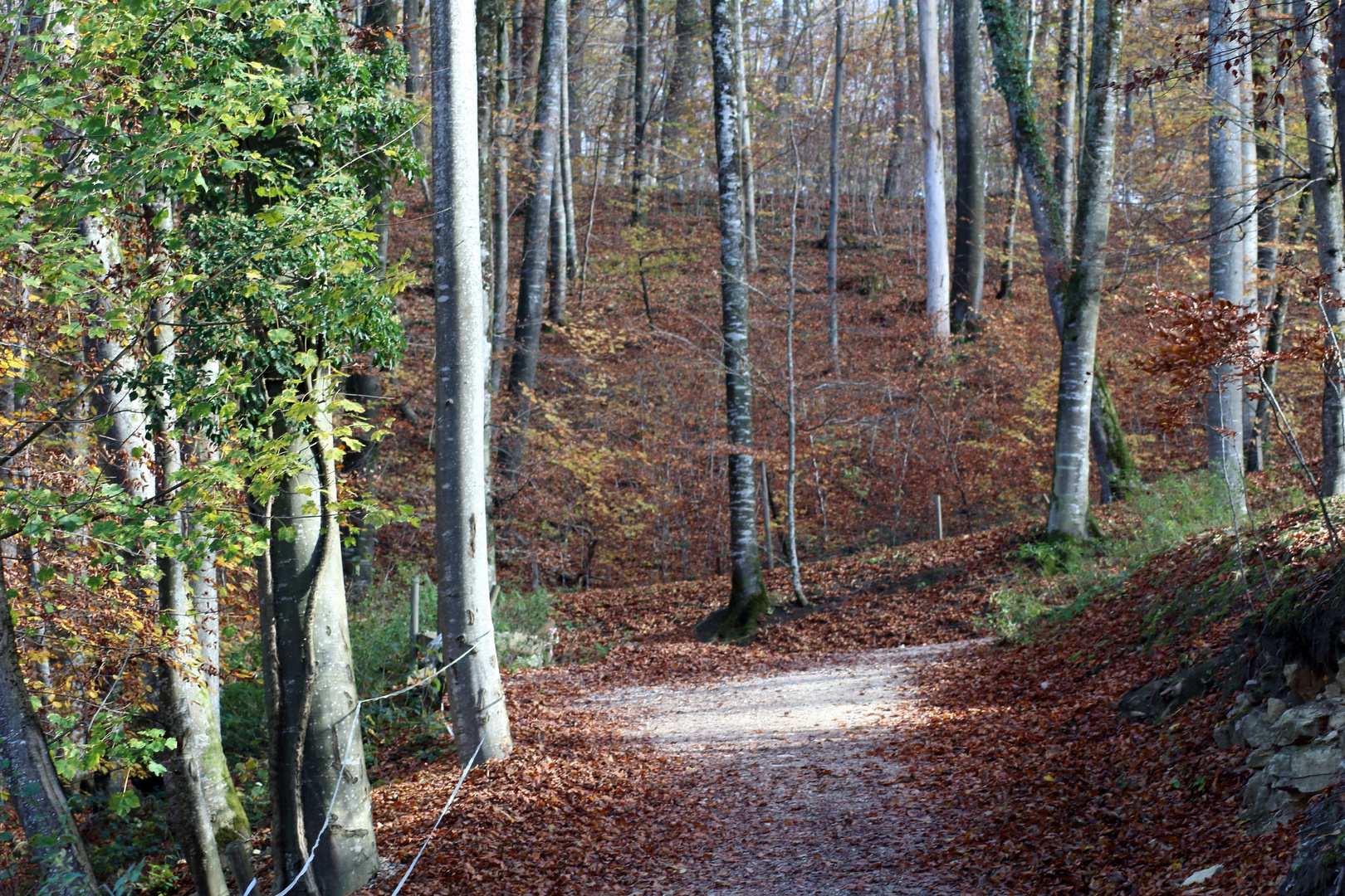 Waldweg