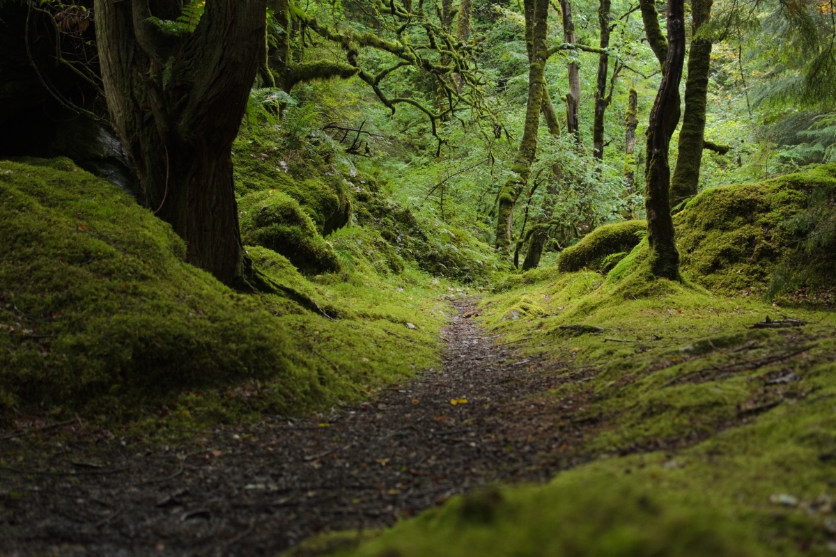 Waldweg