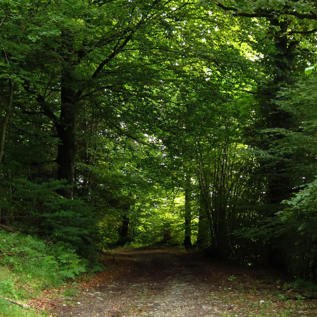 Waldweg