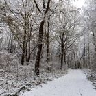 waldweg