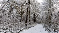 waldweg