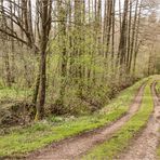 Waldweg 