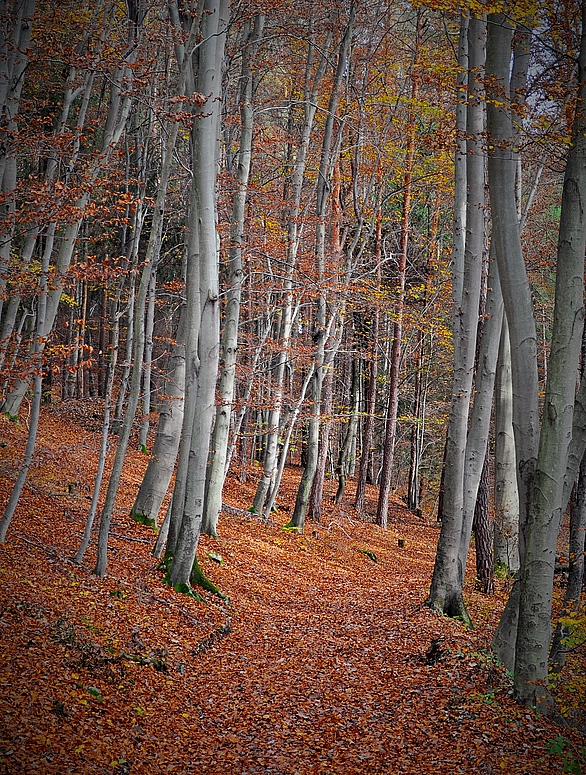 Waldweg