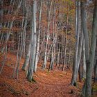 Waldweg