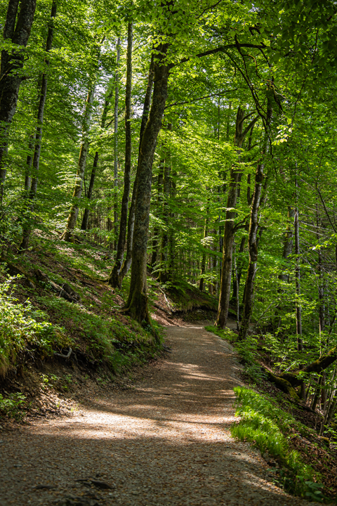 Waldweg