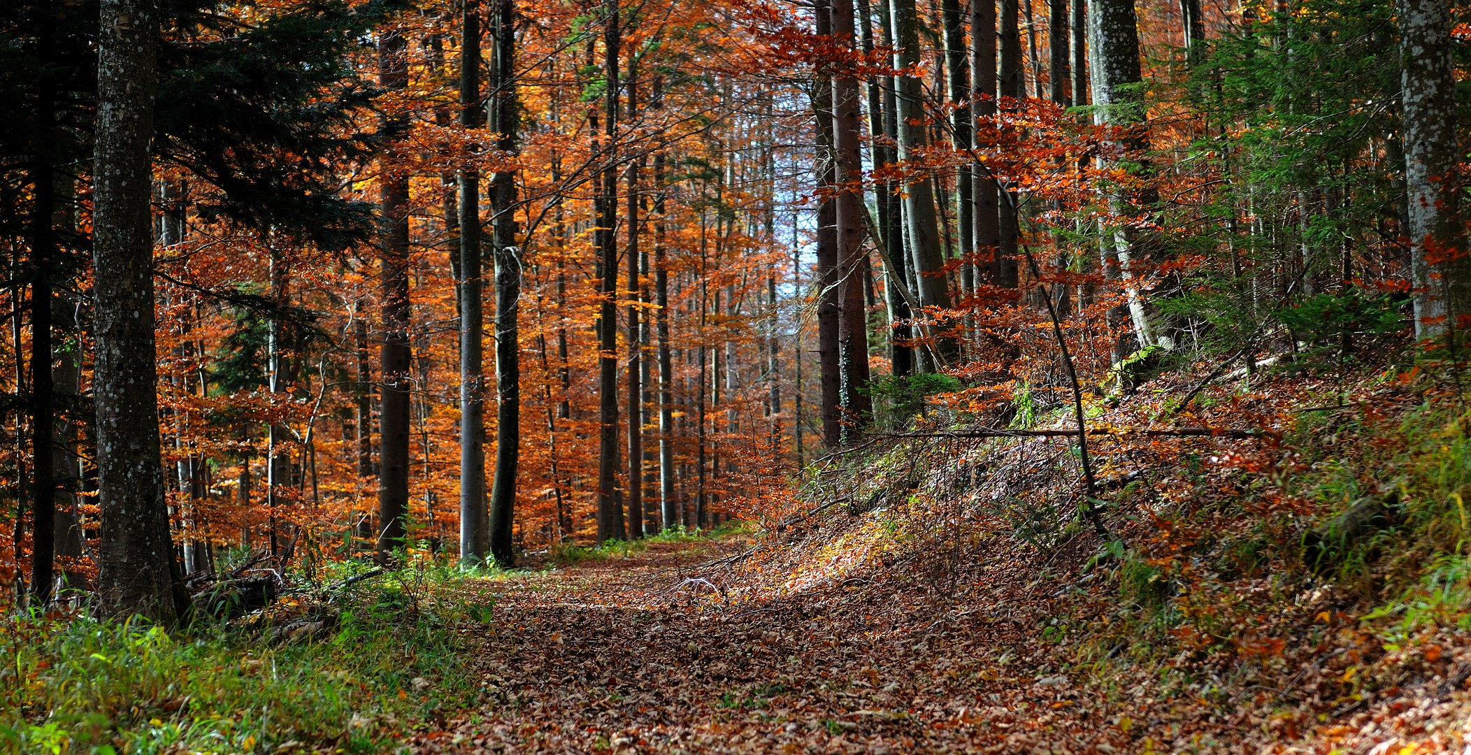 Waldweg