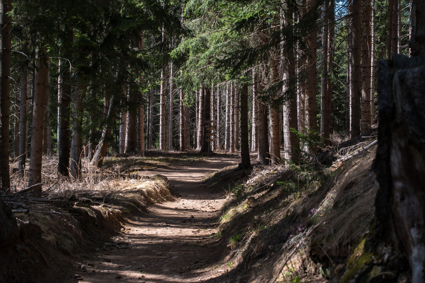 Waldweg