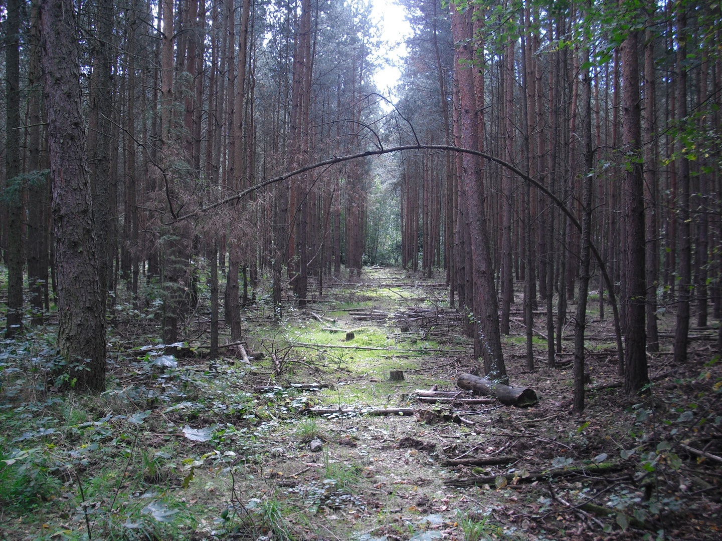 Waldweg