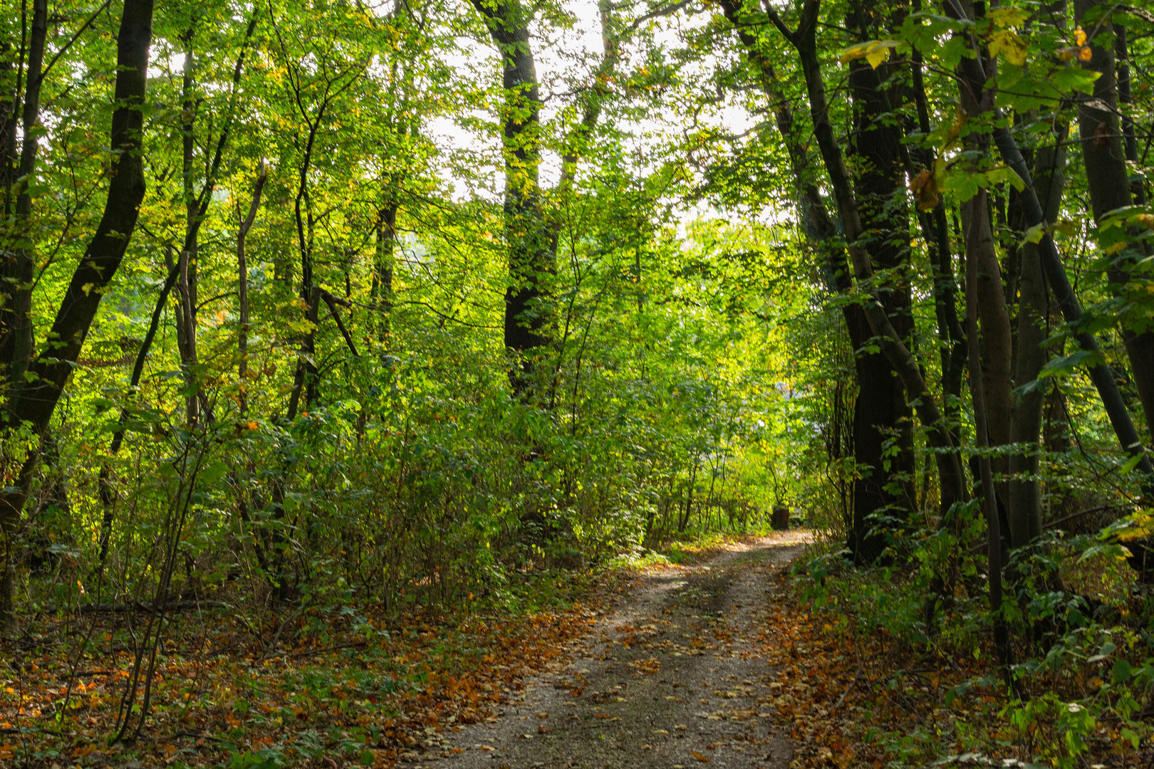 Waldweg