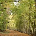 Waldweg