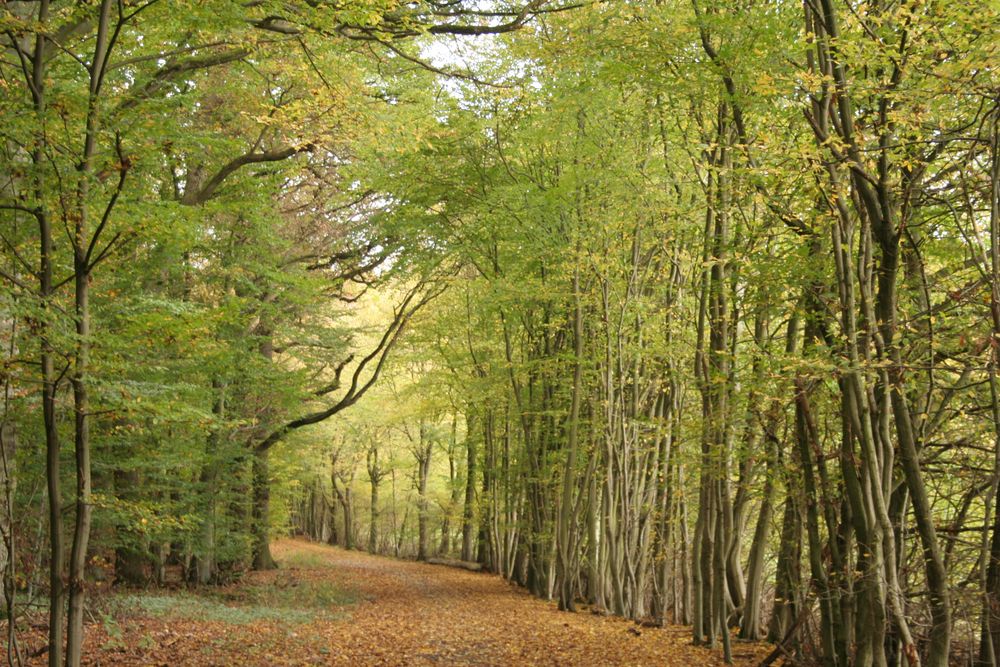 Waldweg