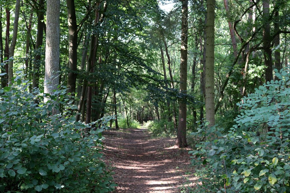 Waldweg