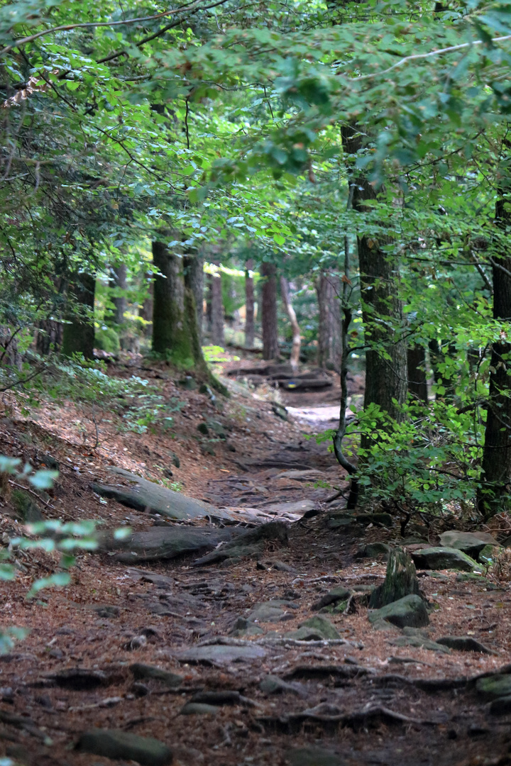 Waldweg