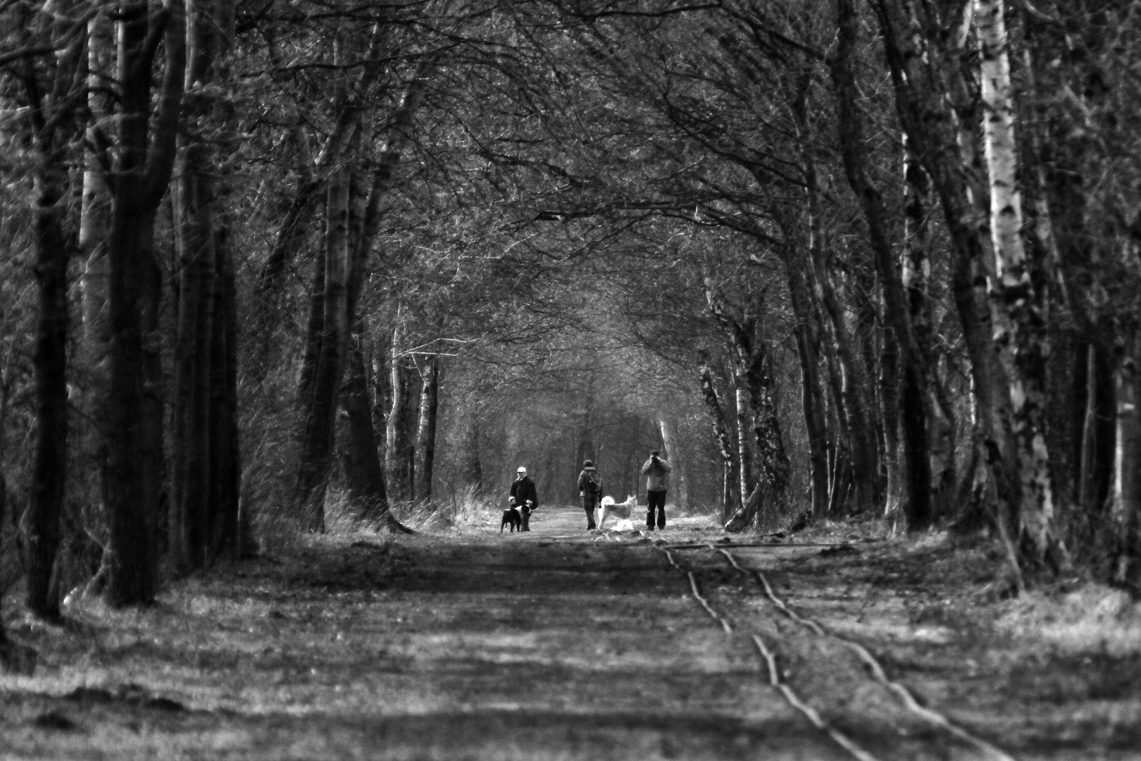 Waldweg