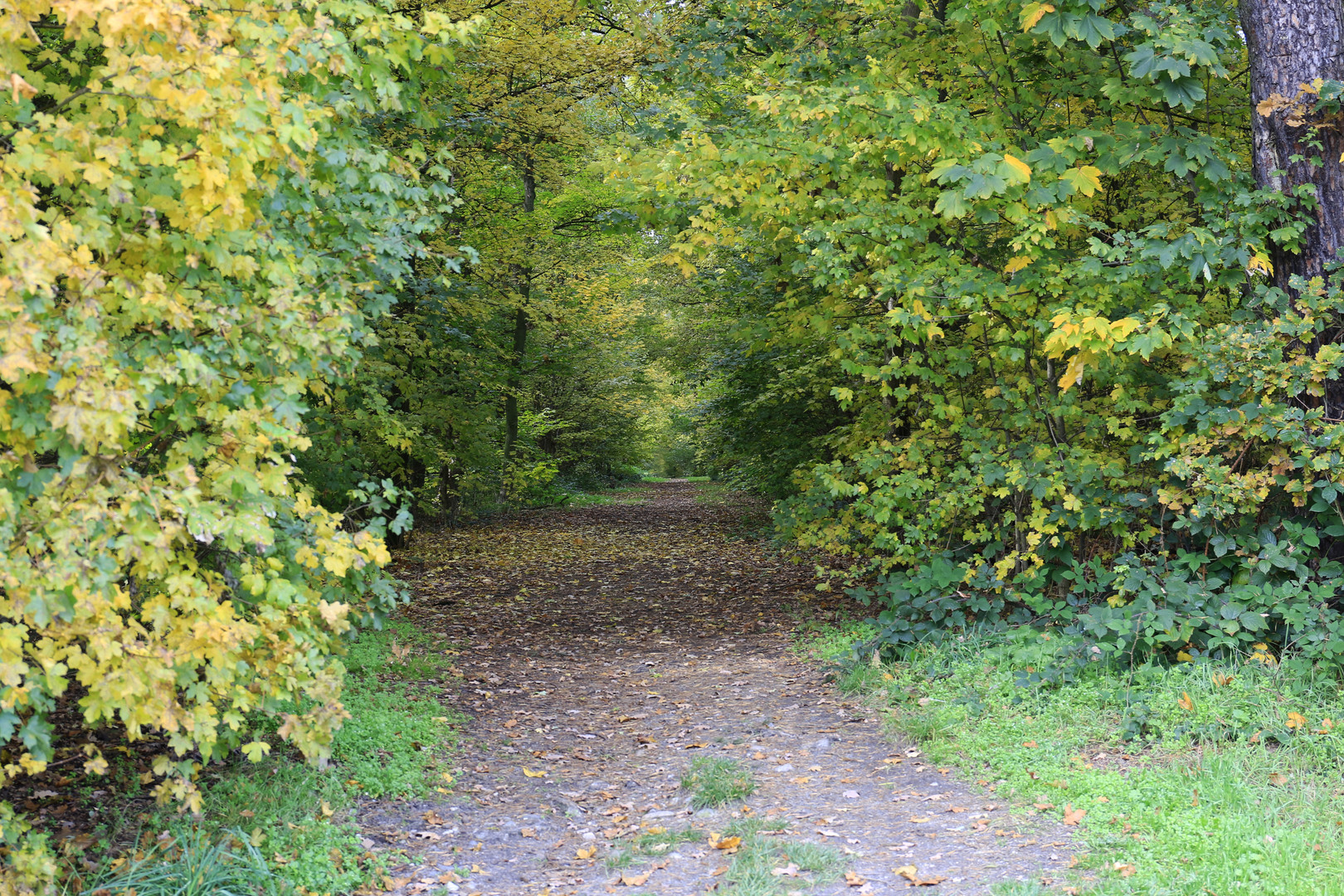 Waldweg