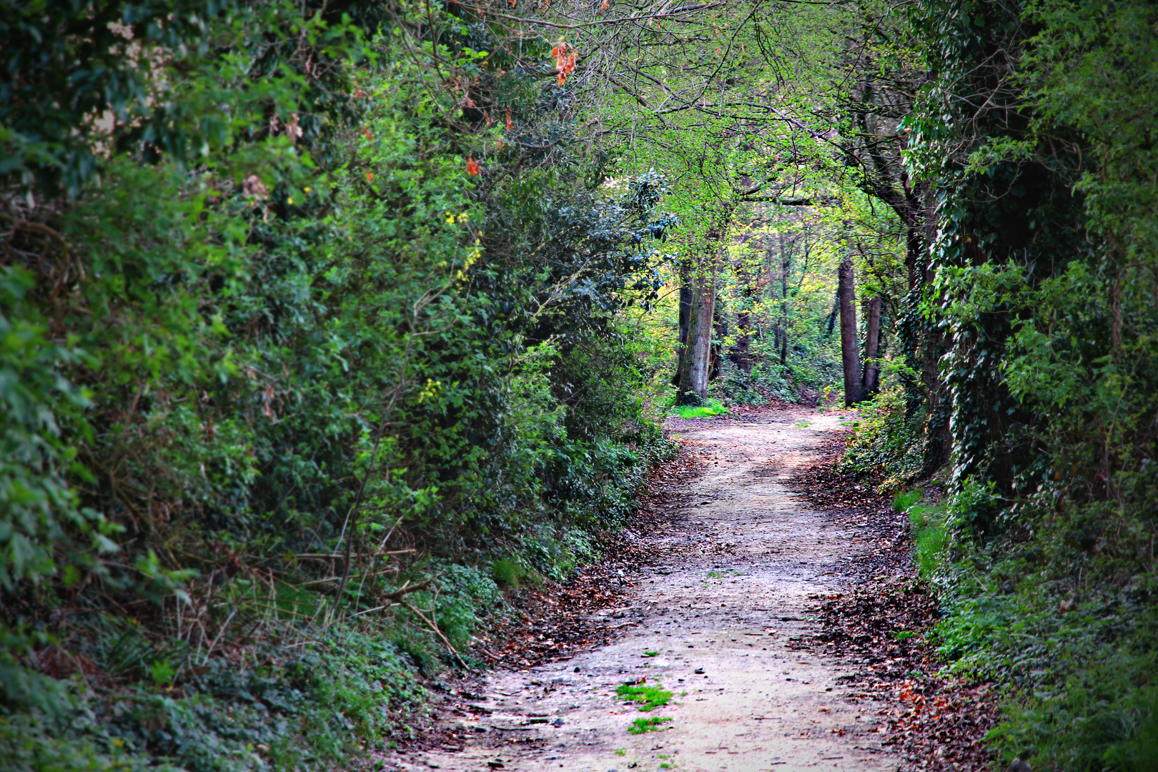 WaldWeg