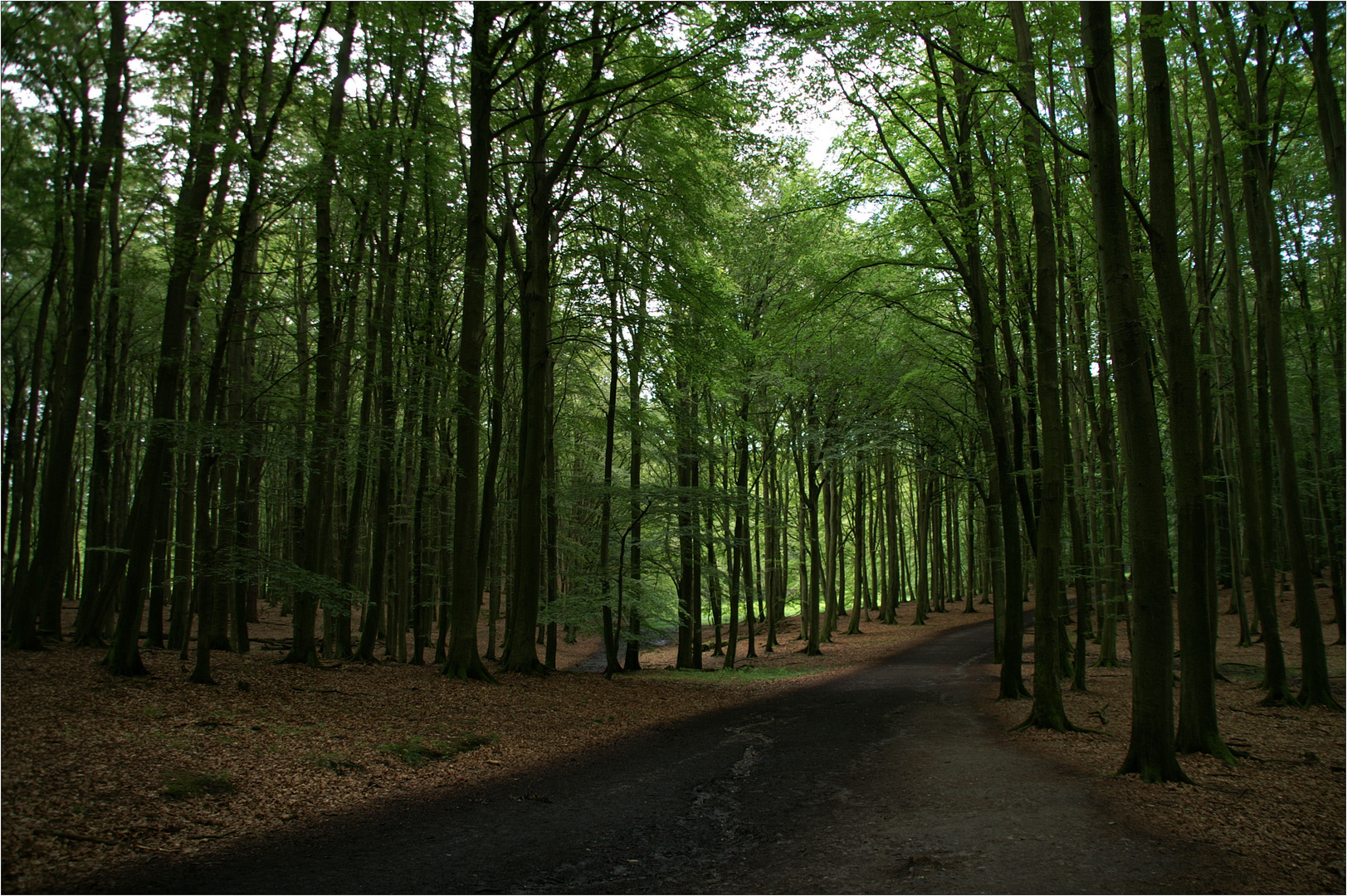 Waldweg