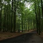 Waldweg