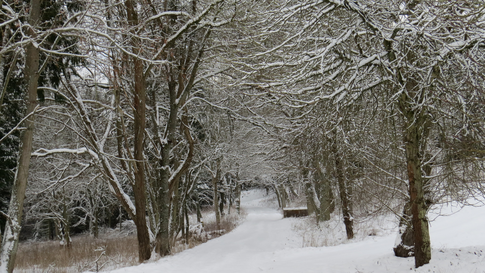 Waldweg....