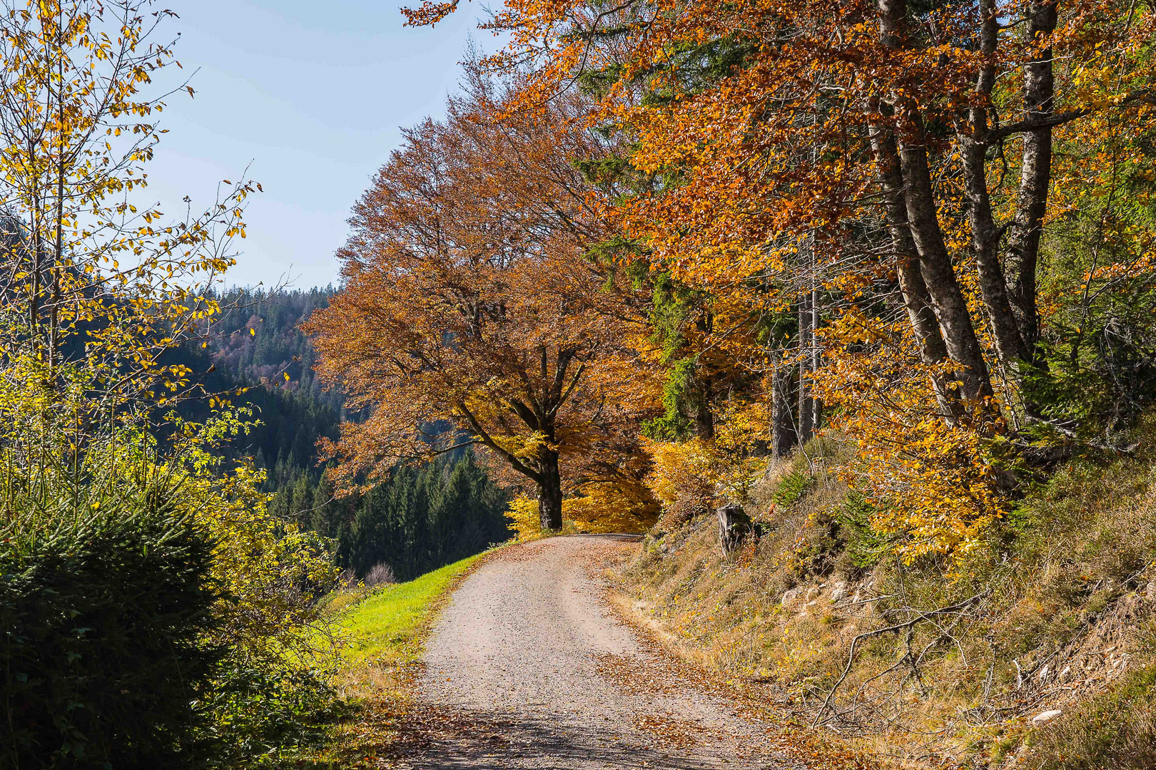 Waldweg