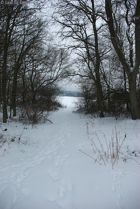 Waldweg