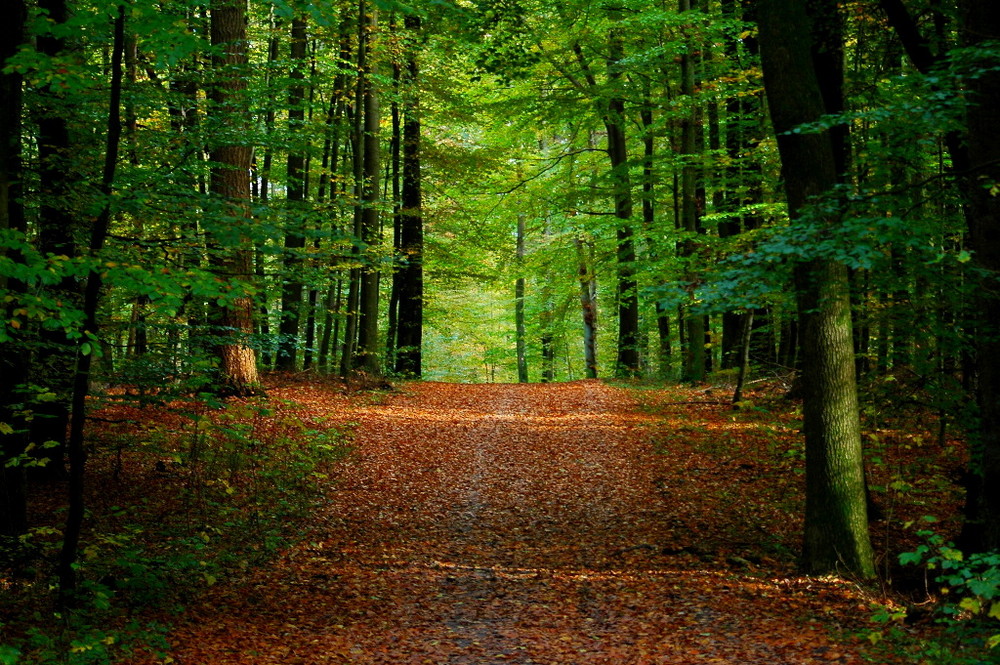 Waldweg