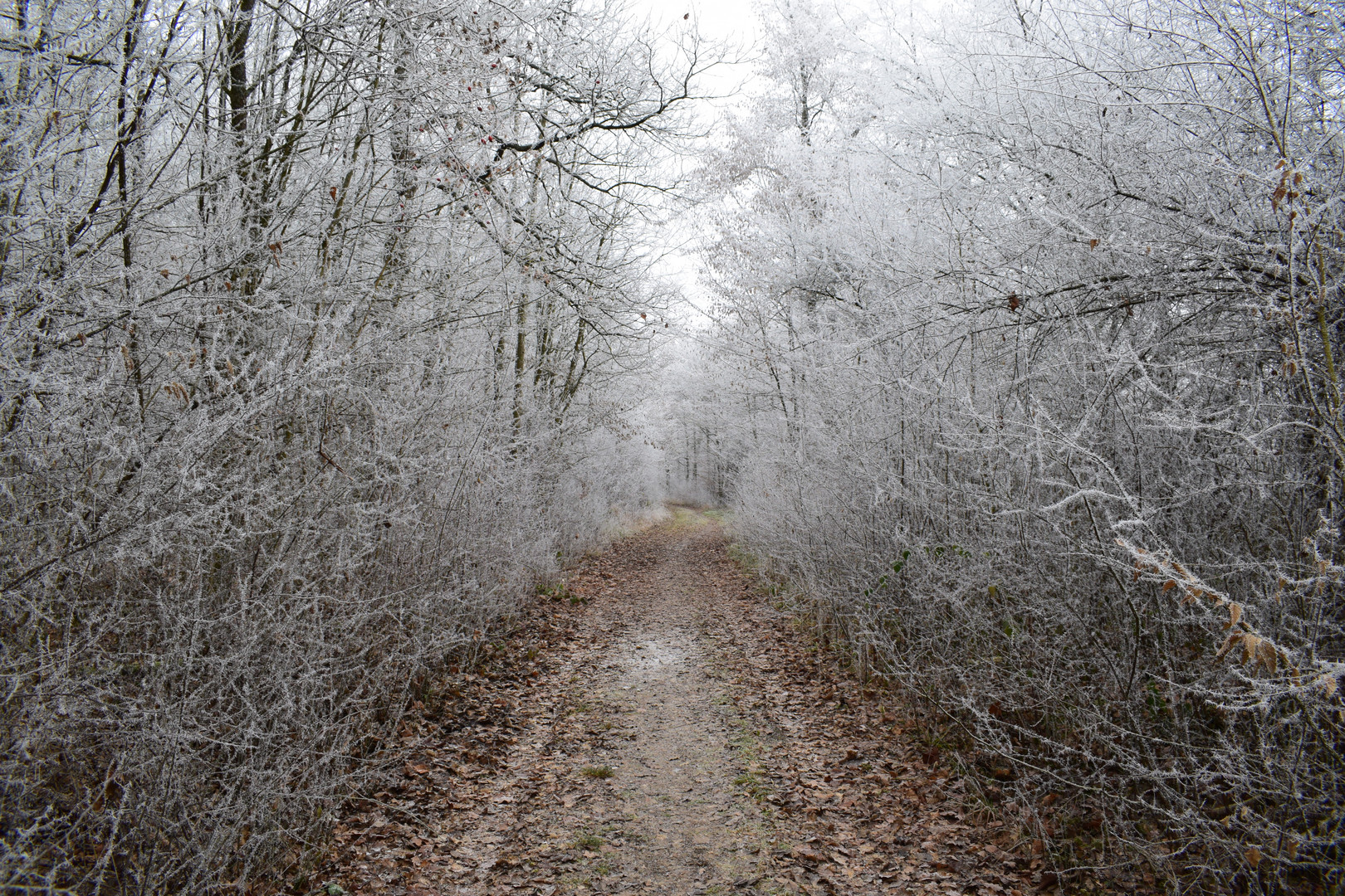 Waldweg