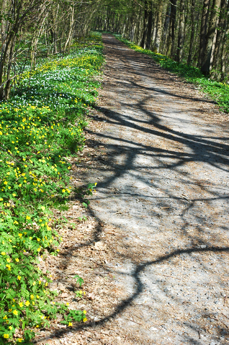 Waldweg