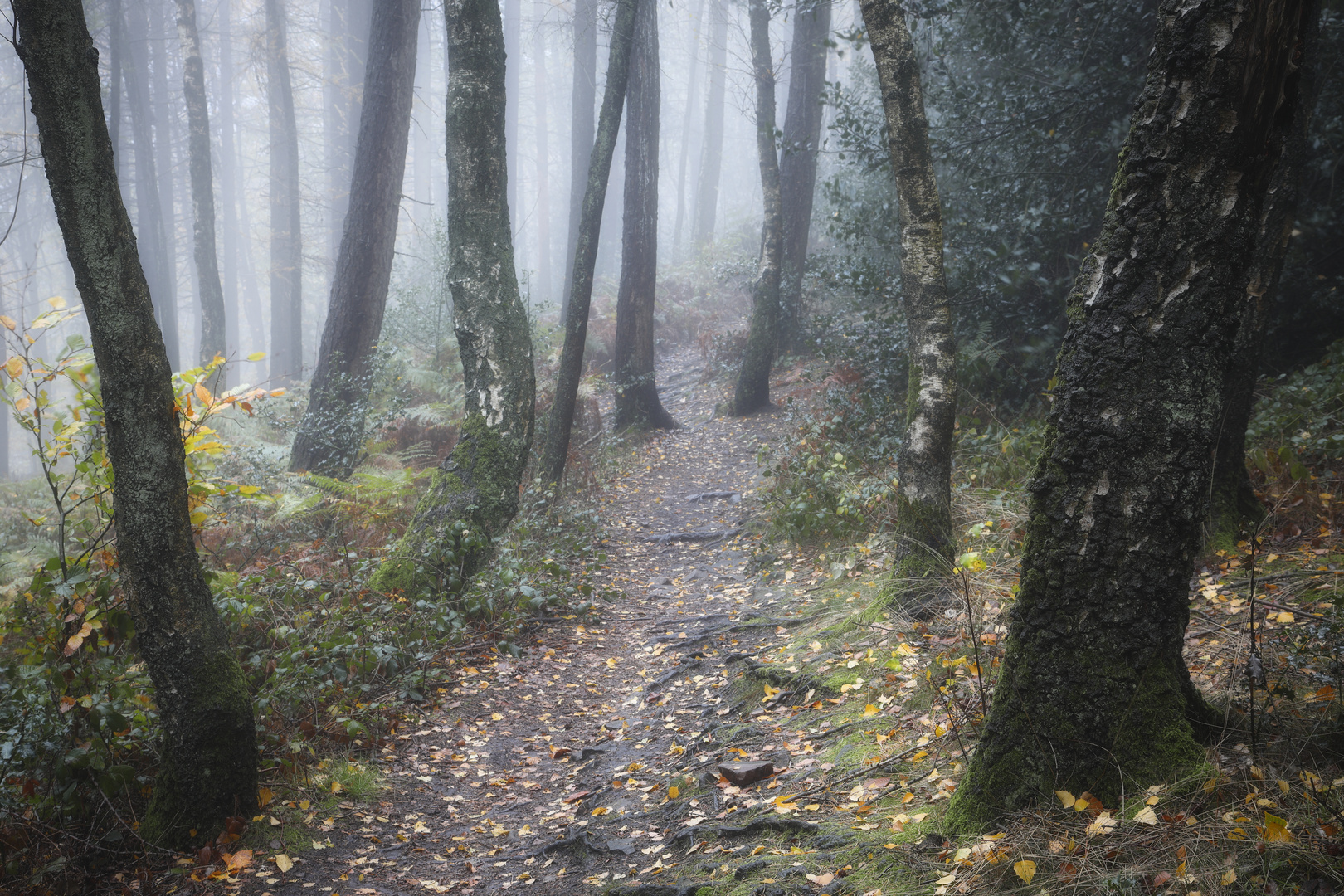 Waldweg