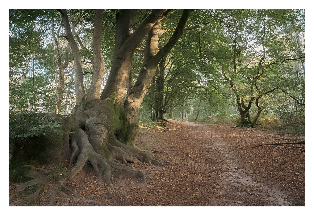 WALDWEG