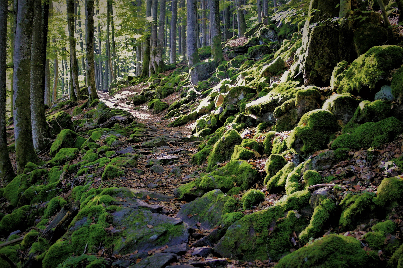 waldweg