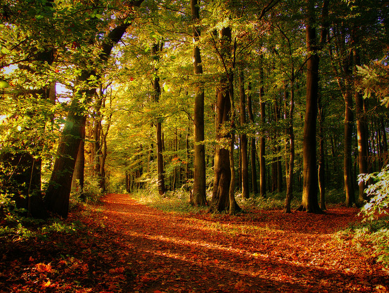 Waldweg